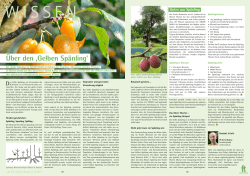 2015 &Uuml;ber den Gelben Sp&auml;nling