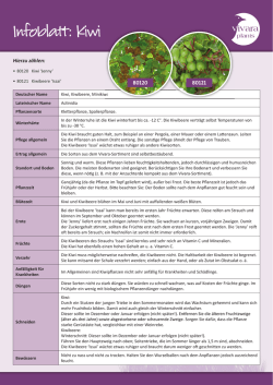 Infoblatt mit allen Informationen zur Kiwi