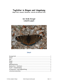 Neu *** Großer Eisvogel (Limenitis populi) PDF 1,6 MB