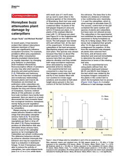 Honeybee buzz attenuates plant damage by caterpillars