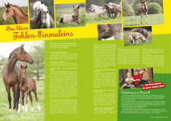 Fohlen-Einmaleins - Reiter und Pferde in Westfalen