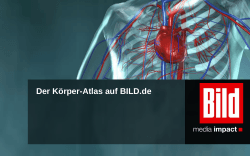 Der BILD.de Körper-Atlas - Axel Springer MediaPilot