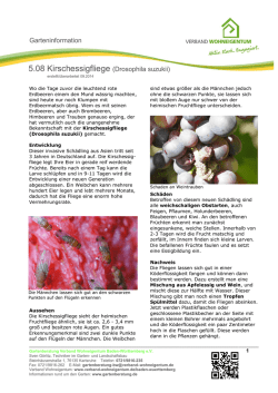 5.08 Kirschessigfliege