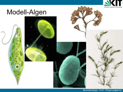 Modell-Algen