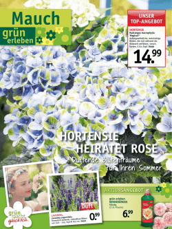 Hortensie Heiratet rose