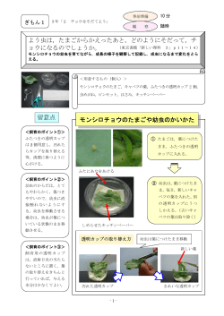 モンシロチョウのたまごや幼虫のかいかた よう虫は，たまごからかえった