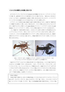イセエビの分類学上の位置と見分け方