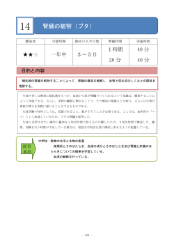 腎臓の観察（ブタ）