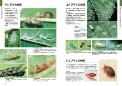 ページ見本pdf