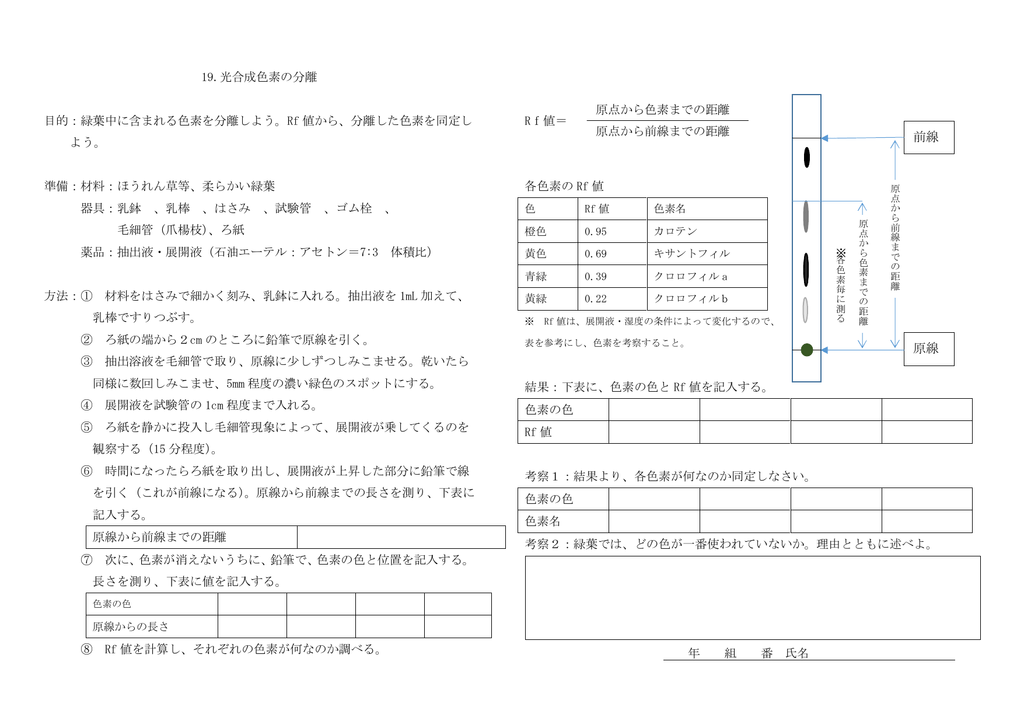 19 光合成色素の分離 目的 緑葉中に含まれる色素を分離しよう Rf 値