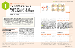 Na 共役型グルコース 輸送体（SGLT）とは 〜発見の歴史と生理機能