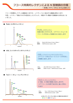 フコース特異的レクチンによる N 型糖鎖の分離