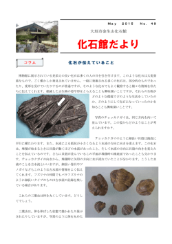 化石館だより