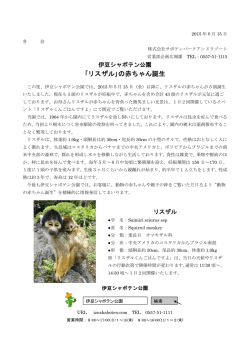 ｢リスザル｣の赤ちゃん誕生