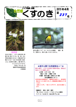 自然感くすのき237号