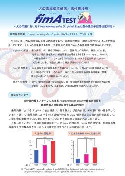 犬の歯周病原細菌・悪性度検査