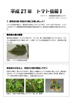 葉先枯れ病・灰色かび病に注意しましょう！