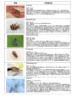 プロダスト 捕虫器ムシポンで捕まえることのできる不快昆虫一覧