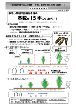 中干し開始の目安は1株の 茎数が 15 本になったら！！ 品 質 低 下 品