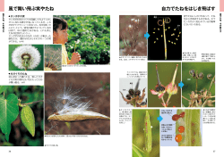 自力でたねをはじき飛ばす 風で舞い飛ぶ実やたね