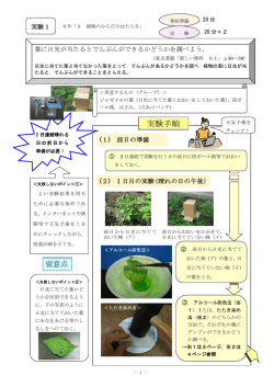 実験1） 葉に日光が当たるとでんぷんができるかどうか調べよう。
