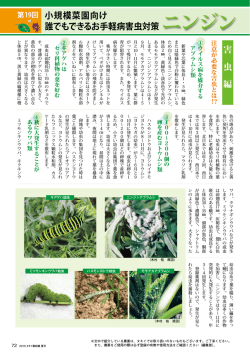 小規模菜園向け 誰でもできるお手軽病害虫対策ニンジン
