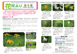 花だより