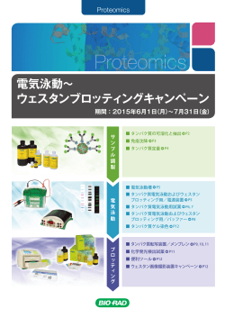 電気泳動∼ ウェスタンブロッティングキャンペーン