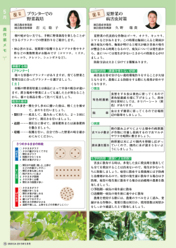 プランターでの野菜栽培