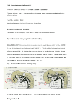 Primitive olfactory artery −その特徴と合併する脳動脈瘤− Niche Neuro
