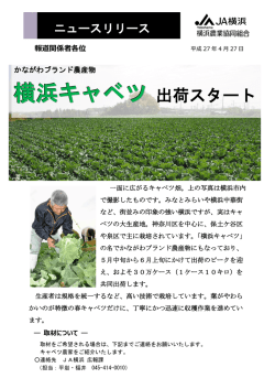 横浜キャベツ 出荷スタート！