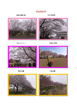 栄西公園の桜 牛久市役所 牛久シャトー 中根小学校 栄町公園 二池公園