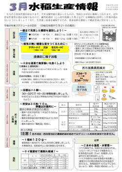 浸漬前に種子消毒 西目屋農薬節減米