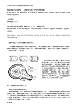 脳底静脈の血管解剖 ̶静脈吻合路から見た深部静脈̶ Anatomy of the