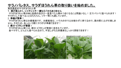 サラノバレタス、サラダほうれん草の取り扱いを始めました。 東京農産の