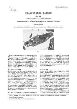 正常および先天性異常血小板の超微形態 Ultrastructure of - J