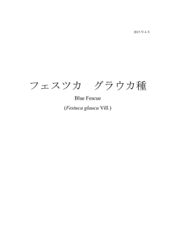 フェスツカ グラウカ種