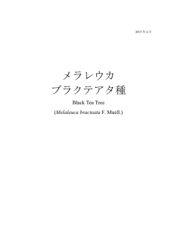 メラレウカ ブラクテアタ種