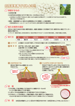 白花豆の栽培の仕方