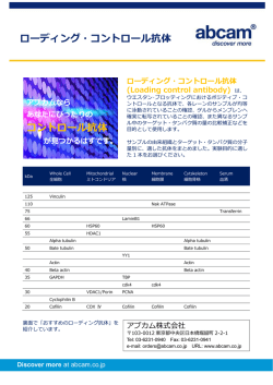 ローディング・コントロール抗体 コントロール抗体