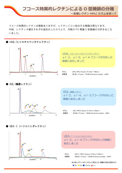 フコース特異的レクチンによる O 型糖鎖の分離