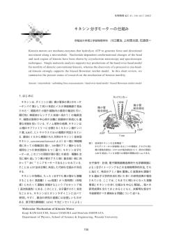 キネシン分子モーターの仕組み