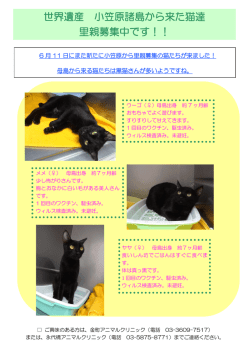 世界遺産 小笠原諸島から来た猫達 里親募集中です！！
