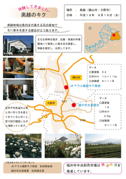 奥越のキク - 福井市中央卸売市場