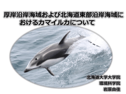 厚岸沿岸海域および北海道東部沿岸海域に おけるカマイルカについて