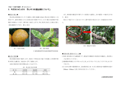 カンキツの黒点病について - MATe 三重県農業技術情報システム