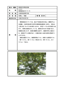 区分・種別 所 在 地 所 有 者 指定年月日 解 説 名 称 無事喜地のタブノキ