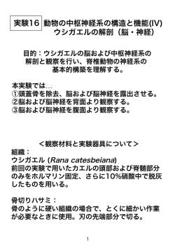 動物の中枢神経系の構造と機能(IV) ウシガエルの解剖（脳・神経） 実験16