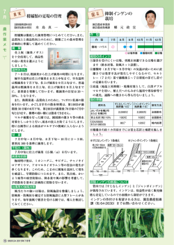 柑橘類の夏場の管理