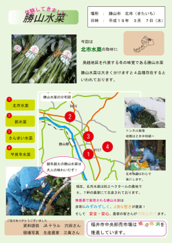 勝山水菜 - 福井市中央卸売市場